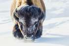 Bull bison wading through the deep snow of Yellowstone Art Print